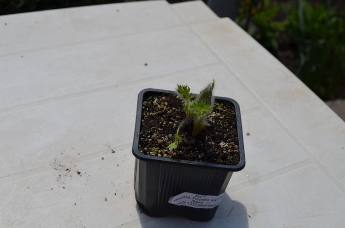 pulsatilla vulgaris''Rubra'' - Coletul plant-shop