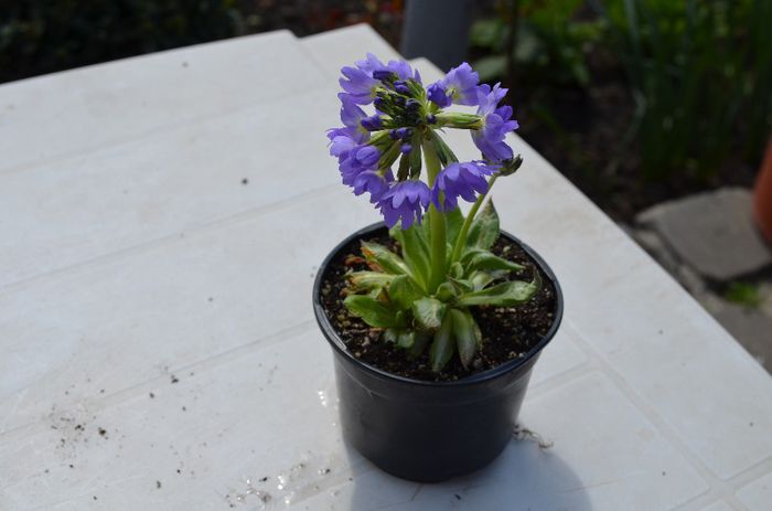 primula denticulata Lilac