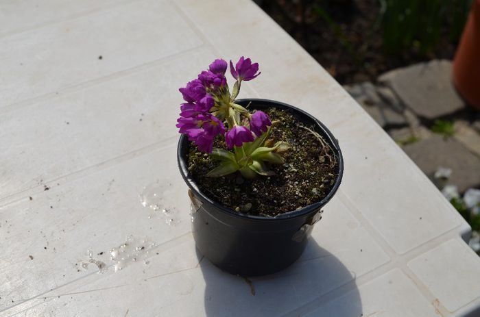 primula denticulata Rubin