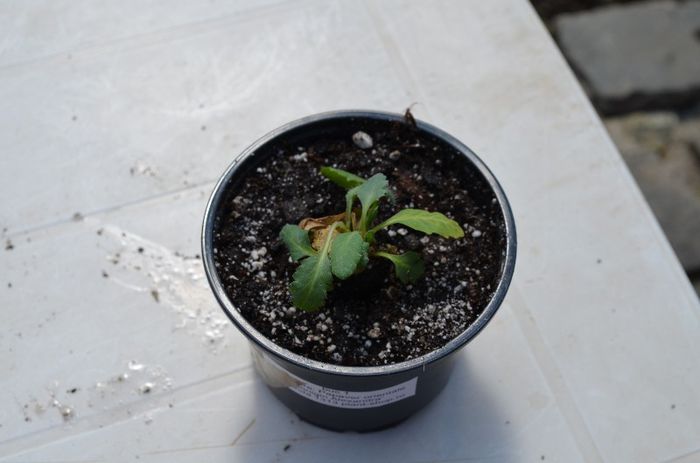 papaver orientale''Konigin Alexandra''