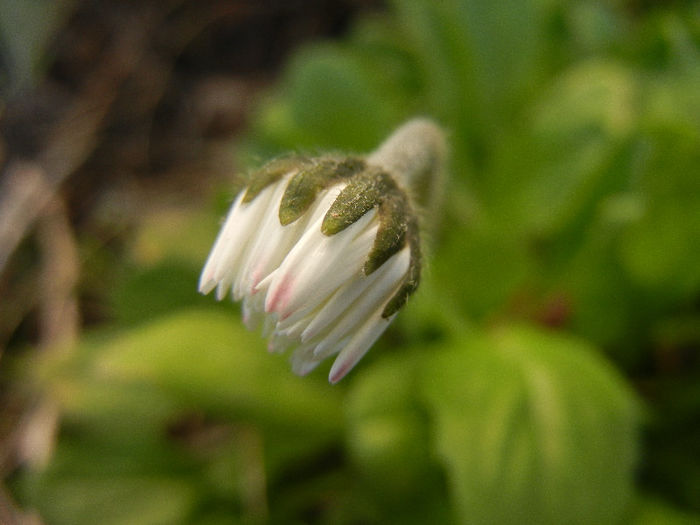 Bellis perennis (2013, April 10) - BELLIS Perennis