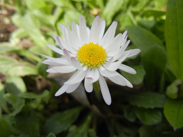 Bellis perennis (2013, April 10) - BELLIS Perennis