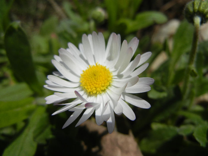 Bellis perennis (2013, April 11) - BELLIS Perennis