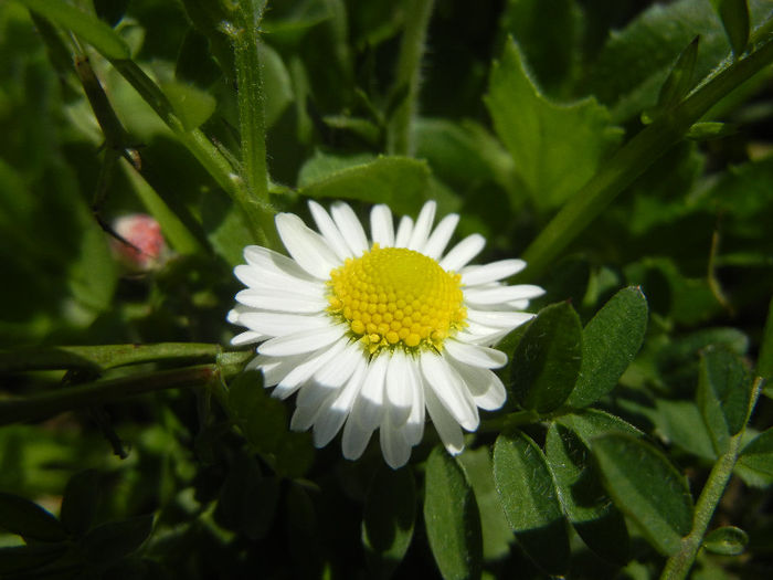Bellis perennis (2013, April 11) - BELLIS Perennis