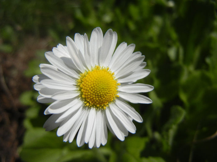 Bellis perennis (2013, April 11) - BELLIS Perennis