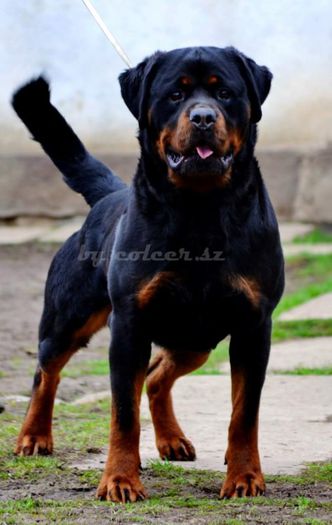 hogan 2 - HOGAN  ADAMSS ROTT