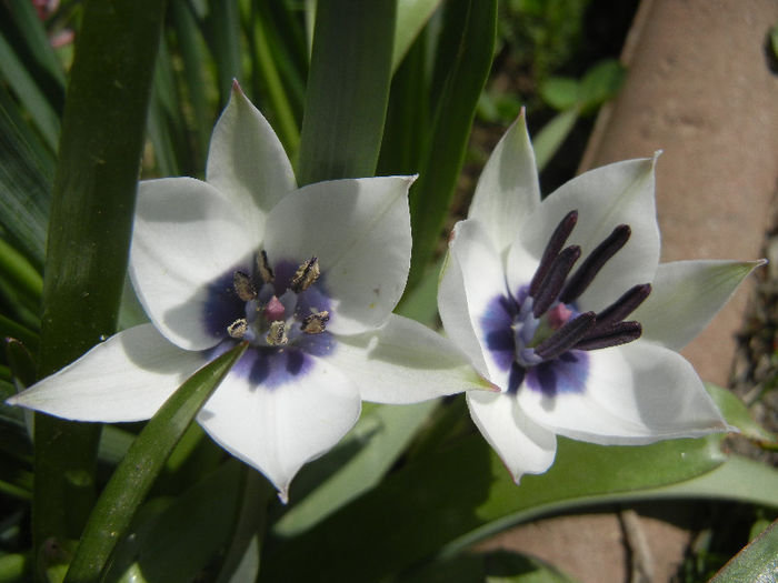 Tulip Alba Coerulea Oculata (2013, Apr.11) - Tulipa Alba Coerulea