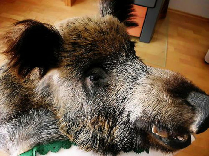 Mistret enorm_3 - Trofee naturalizate profesional