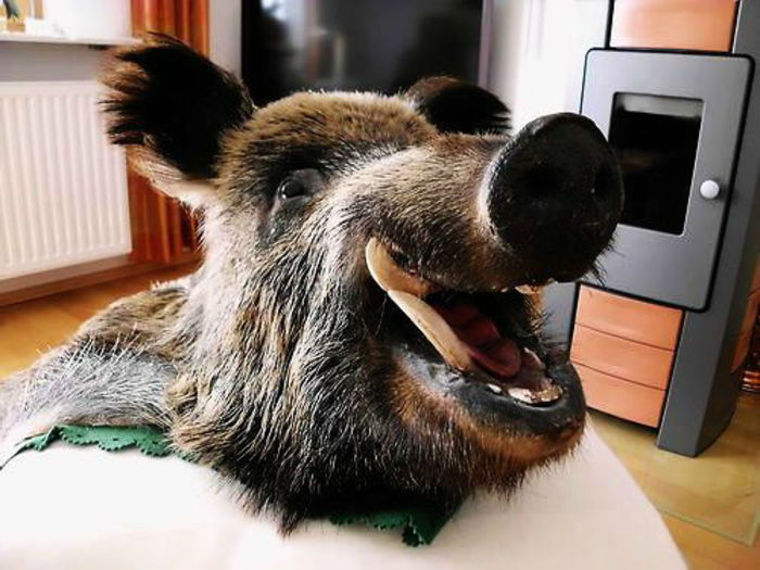 Mistret enorm_4 - Trofee naturalizate profesional