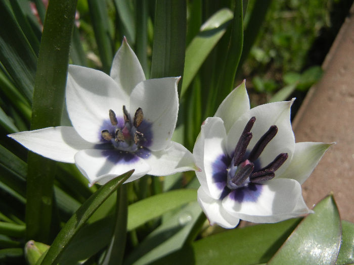 Tulip Alba Coerulea Oculata (2013, Apr.11) - Tulipa Alba Coerulea