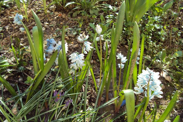 069 - GRADINA DE LA BLOC 2013