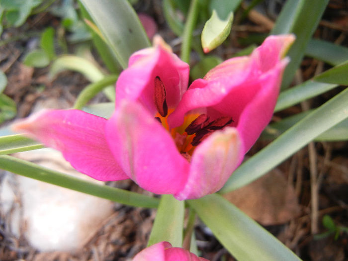 Tulipa pulchella Violacea (2013, April 10) - Tulipa Pulchella Violacea