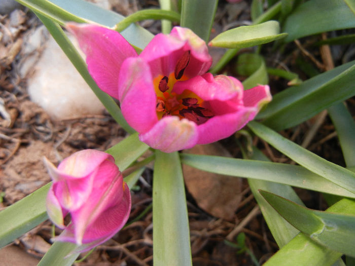Tulipa pulchella Violacea (2013, April 10) - Tulipa Pulchella Violacea