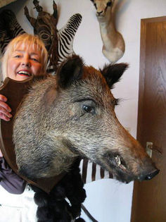 Cap naturalizat de mistret = 185 de euro - Trofee naturalizate profesional