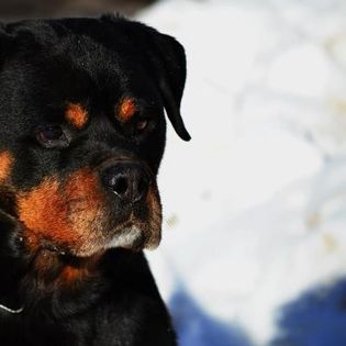 vitan mediguard - rottweiler canisa adamsrott