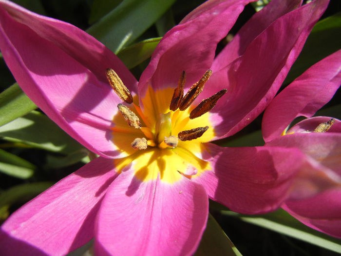 Tulipa pulchella Violacea (2013, April 11) - Tulipa Pulchella Violacea