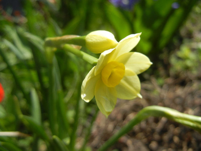 Narcissus Minnow (2013, April 11)
