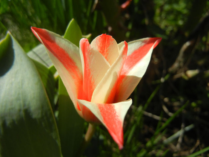 Tulipa Pinocchio (2013, April 11)