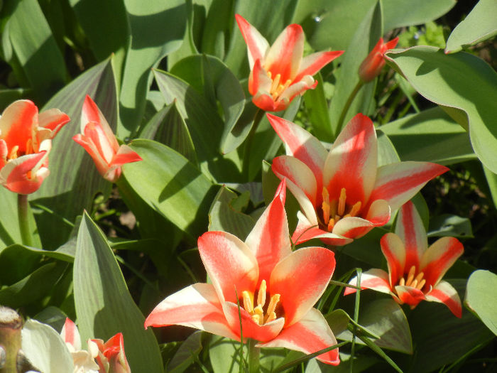 Tulipa Pinocchio (2013, April 11)