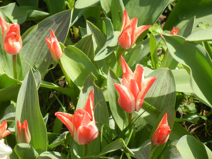 Tulipa Pinocchio (2013, April 11) - Tulipa Pinocchio
