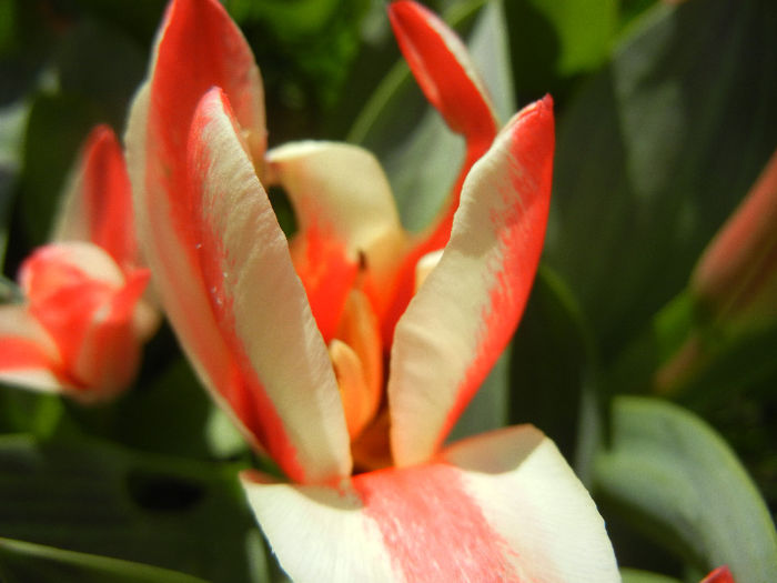 Tulipa Pinocchio (2013, April 11)