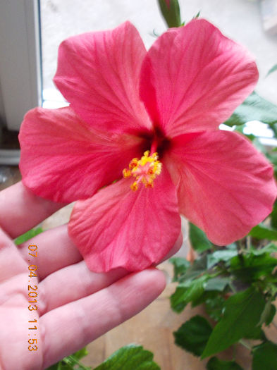 11 aprilie 2013-flori 009