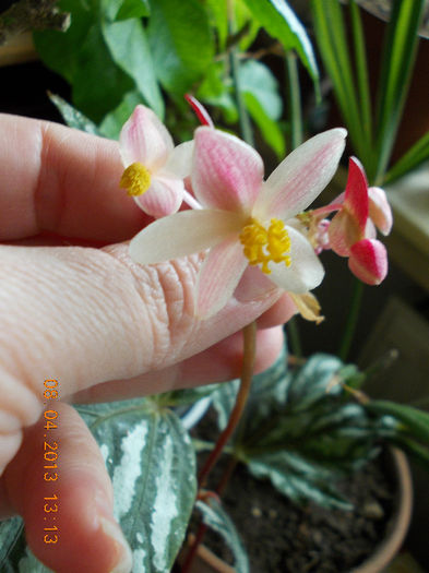 begonia rex metalica-floare - aprilie 2013