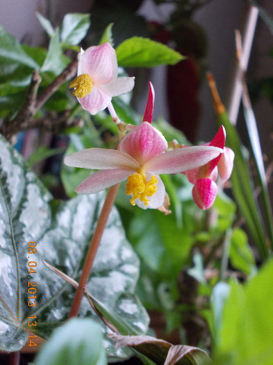 begonia rex metalica-floare - aprilie 2013