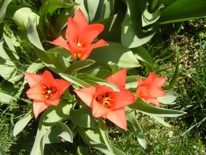 Tulipa Toronto (2013, April 11) - Tulipa Toronto