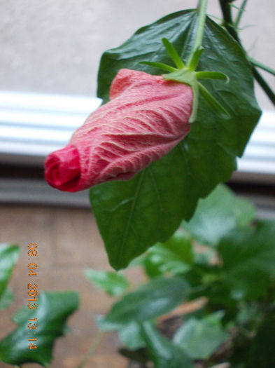 11 aprilie 2013-flori 027 - aprilie 2013