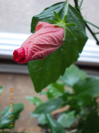 hibi rosu simplu - aprilie 2013