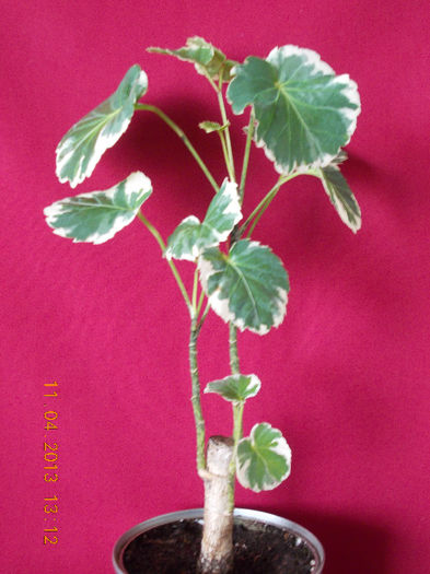 polyscias balfouriana - aprilie 2013