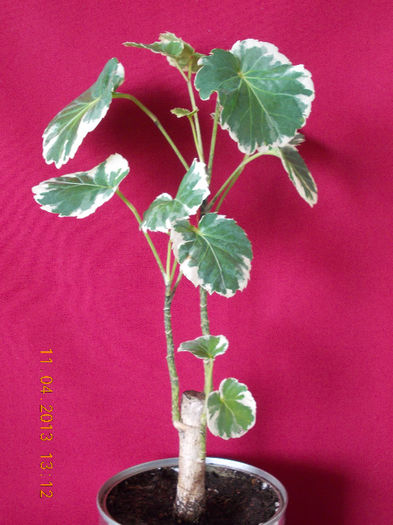 11 aprilie 2013-flori 031 - aprilie 2013