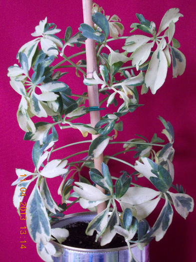 11 aprilie 2013-flori 035 - aprilie 2013