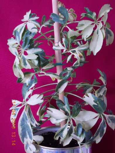 schefflera arboricola - aprilie 2013