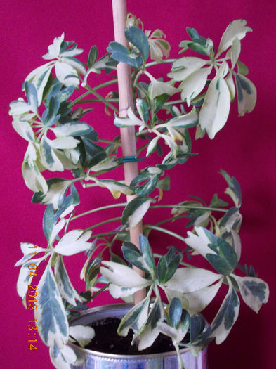 11 aprilie 2013-flori 037 - aprilie 2013