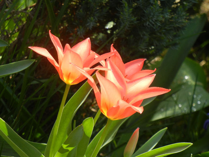 Tulipa Toronto (2013, April 11)