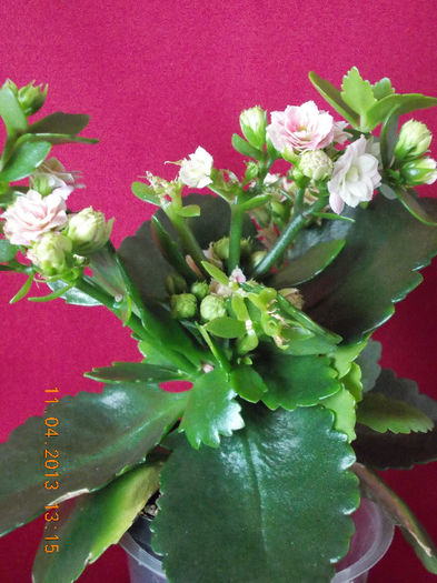 11 aprilie 2013-flori 040 - aprilie 2013