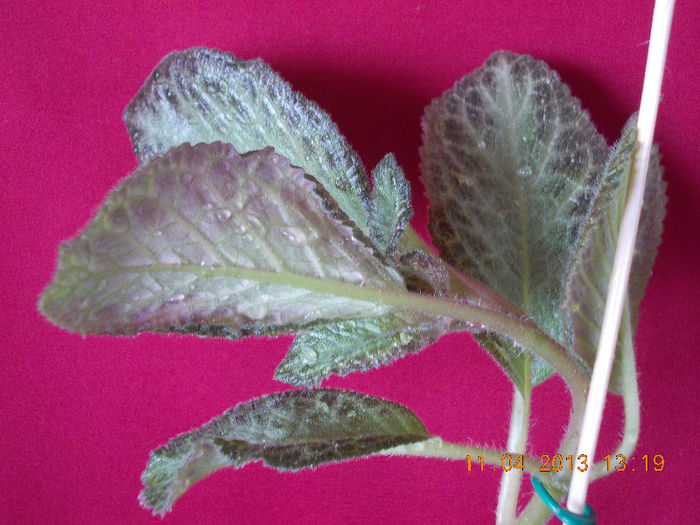 episcia ? - aprilie 2013
