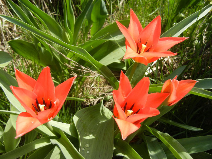 Tulipa Toronto (2013, April 11) - Tulipa Toronto