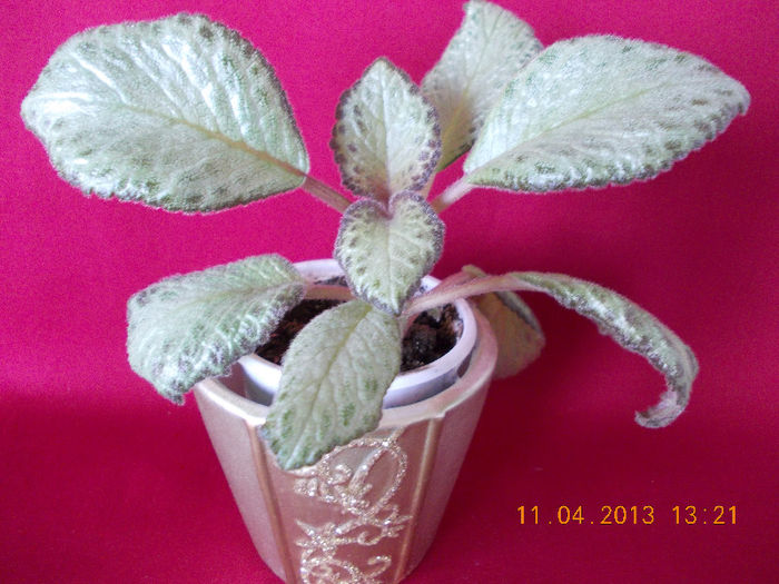 episcia silver skies - aprilie 2013