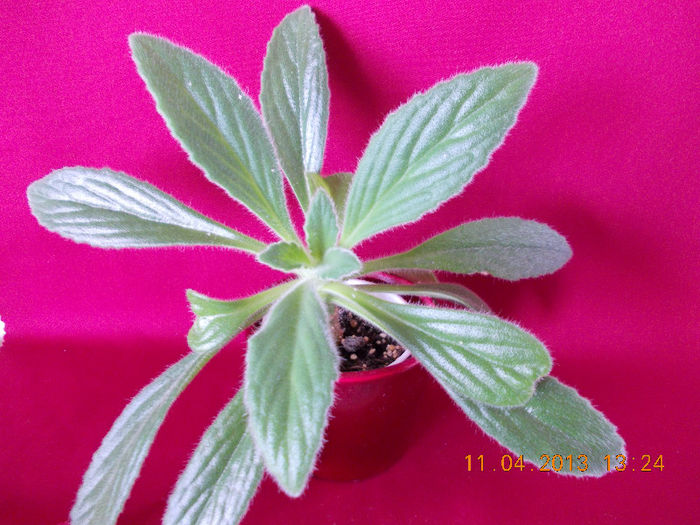 11 aprilie 2013-flori 052 - aprilie 2013