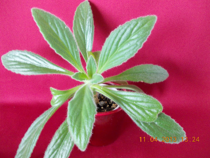 11 aprilie 2013-flori 054 - aprilie 2013