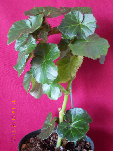 begonia ? - aprilie 2013