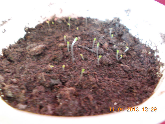 11 aprilie 2013-flori 061 - aprilie 2013