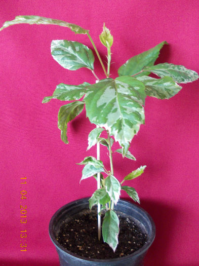 hibi cooperi snow queen - aprilie 2013