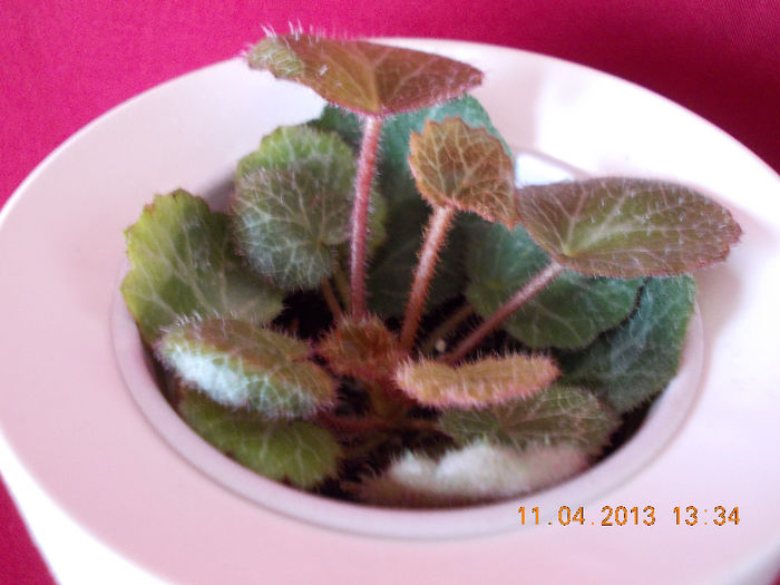 11 aprilie 2013-flori 068 - aprilie 2013