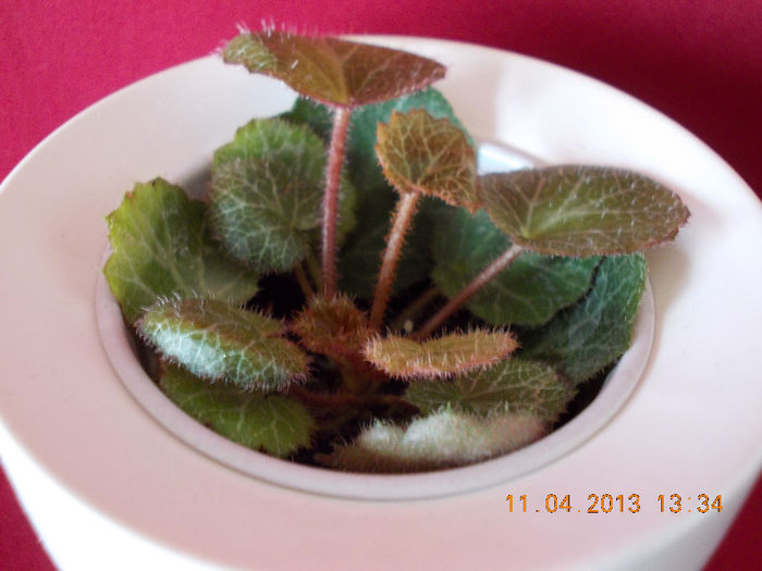 saxifraga sarmentosa - aprilie 2013