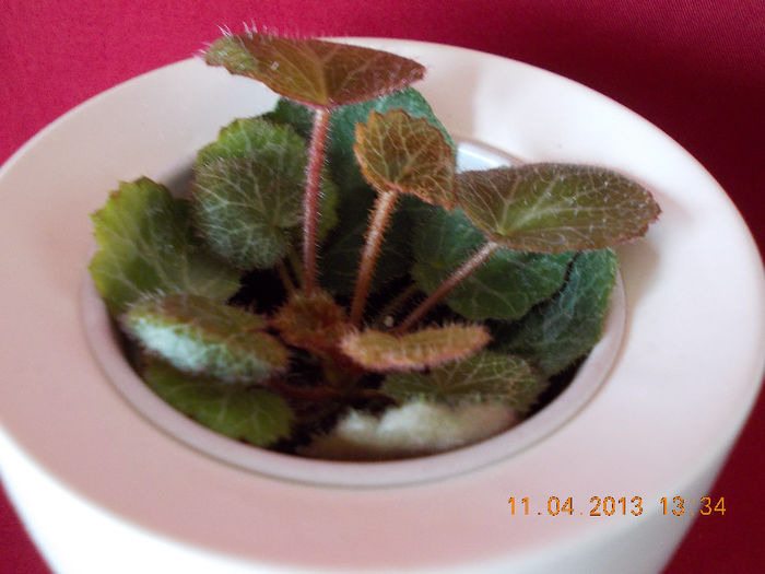 11 aprilie 2013-flori 070 - aprilie 2013