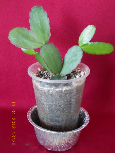 rhipsalidopsis gaertneri - aprilie 2013